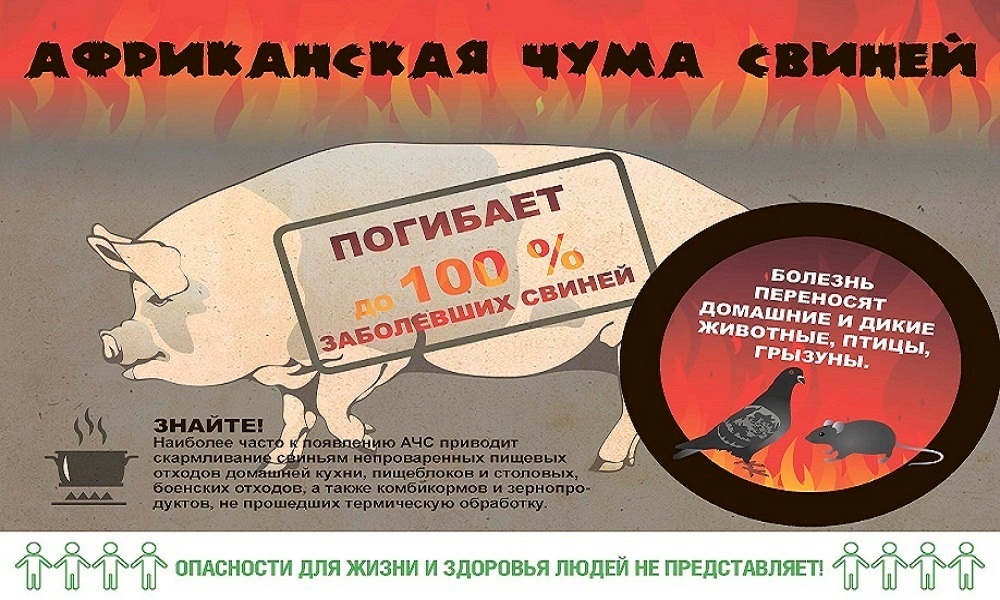 Меры по профилактике африканской чумы свиней.