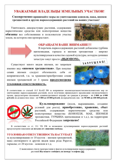 УВАЖАЕМЫЕ ВЛАДЕЛЬЦЫ ЗЕМЕЛЬНЫХ УЧАСТКОВ! Своевременно принимайте меры по уничтожению конопли, мака, ипомеи трехцветной и других наркосодержащих растений на ваших участках!. УВАЖАЕМЫЕ ВЛАДЕЛЬЦЫ ЗЕМЕЛЬНЫХ УЧАСТКОВ! Своевременно принимайте меры по уничтожению конопли, мака, ипомеи трехцветной и других наркосодержащих растений на ваших участках!.